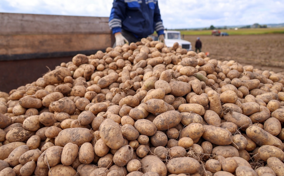 Гектар картошки. Белорусская бомба картошка. Картофель в Брестской области. Посадка картофеля по белорусской технологии. Валовый картофель