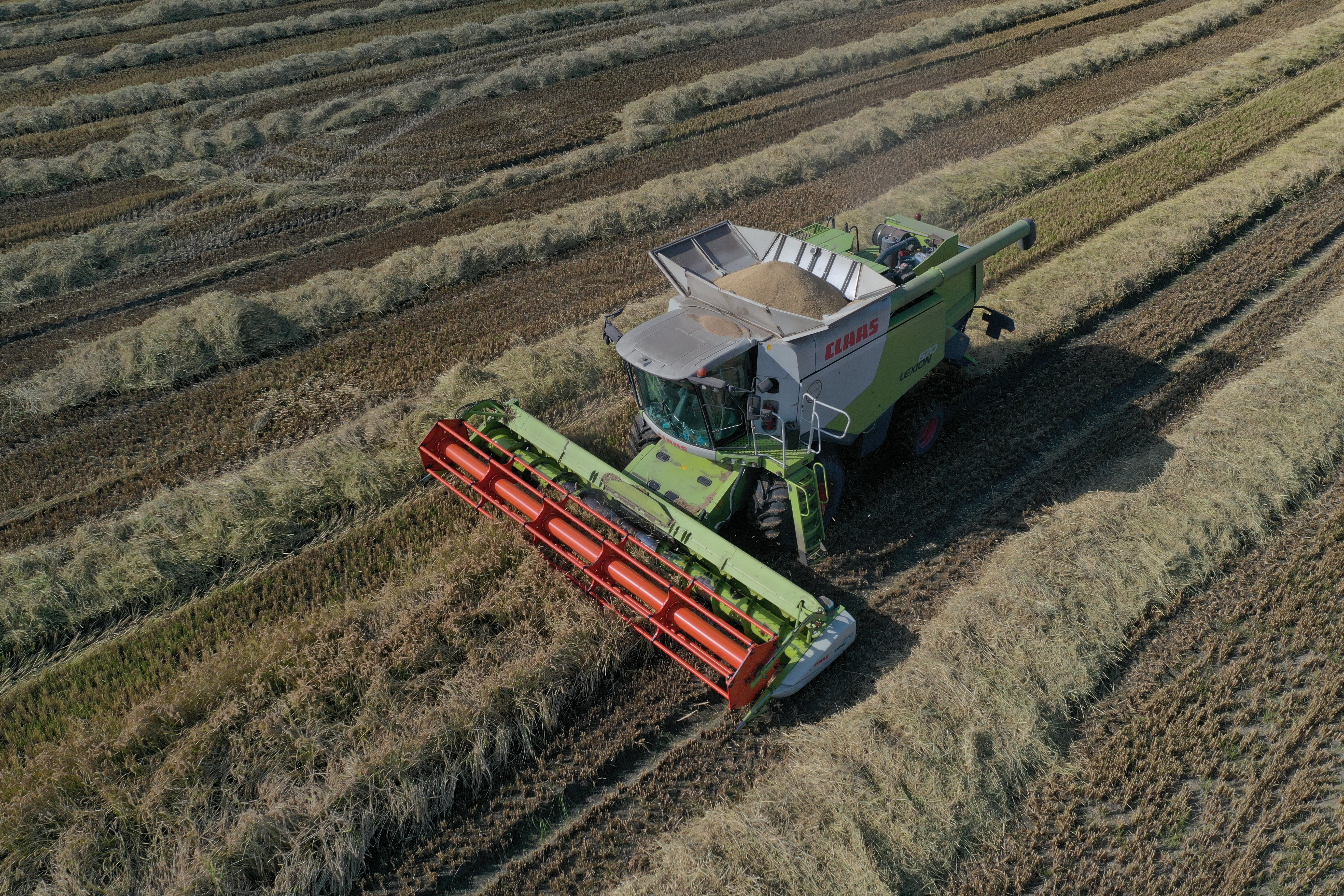 Крымские аграрии собрали почти 6 тыс. тонн риса