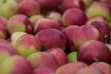 В 2022 году производство плодово-ягодной продукции в России достигло рекордных 1,5 млн тонн