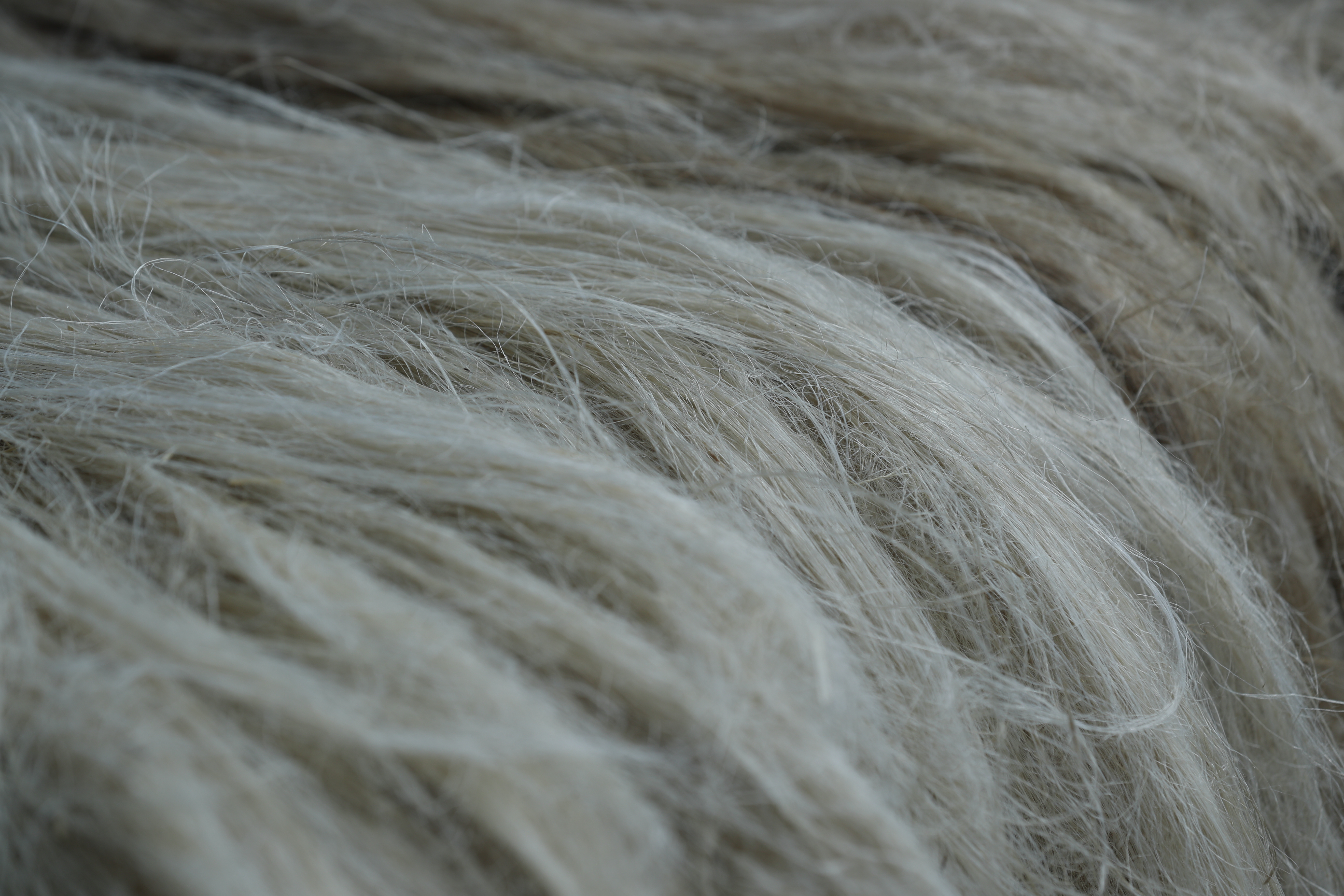 Сельхозкооператив Селенгинского района Республики Бурятия будет перерабатывать шерсть и изготавливать войлок по уникальной технологии
