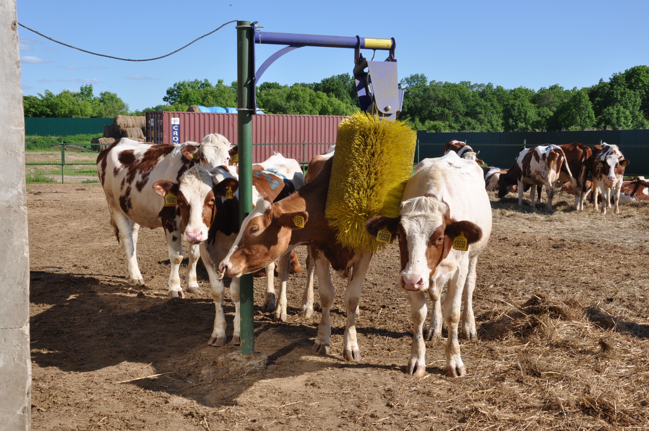 Молочное и мясное животноводство развивается в Хабаровском крае