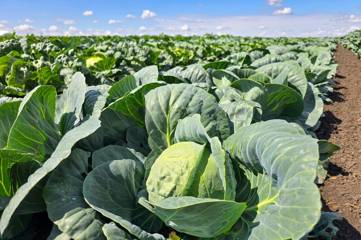 В Удмуртской Республике урожай капусты составил 6,7 тыс. т