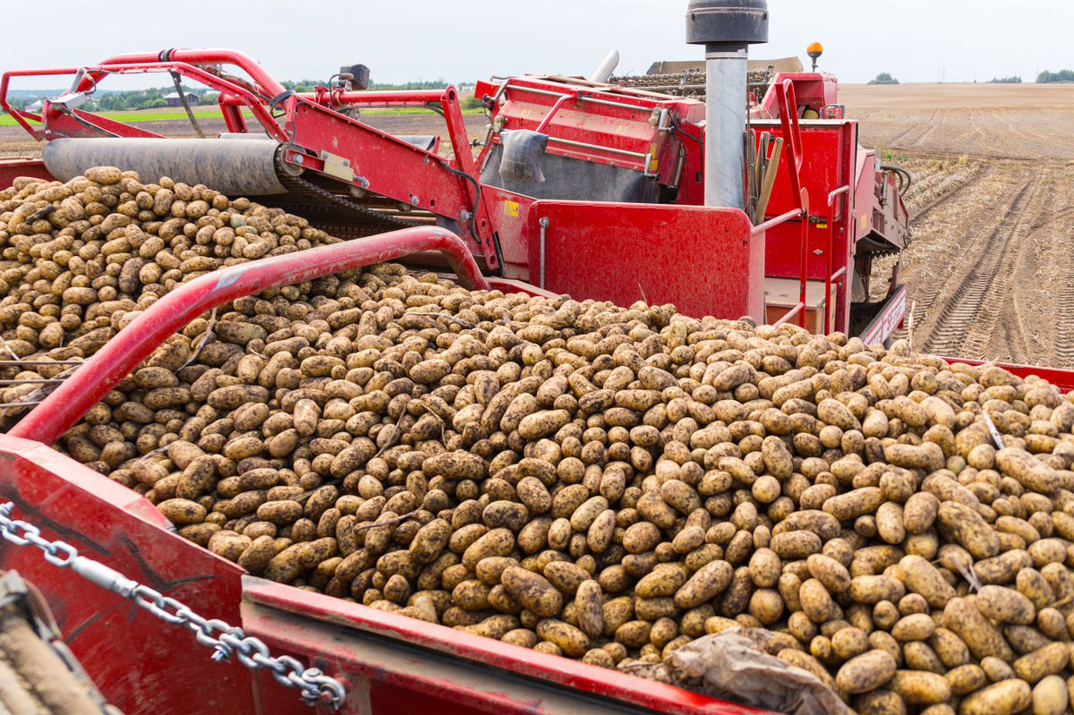 Почти 183 тыс. тонн картофеля собрано в хозяйствах Вологодской области