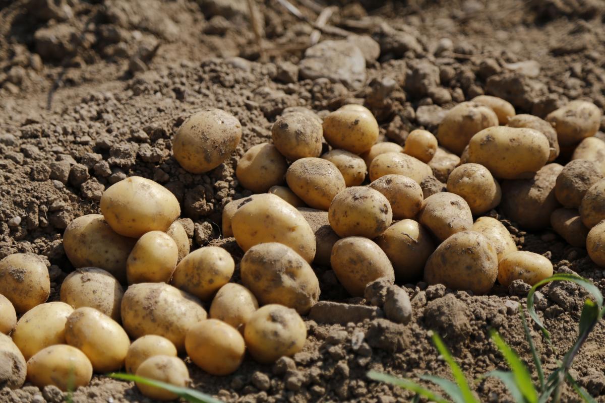 Урожай картофеля в России вырос на 18% — Минсельхоз