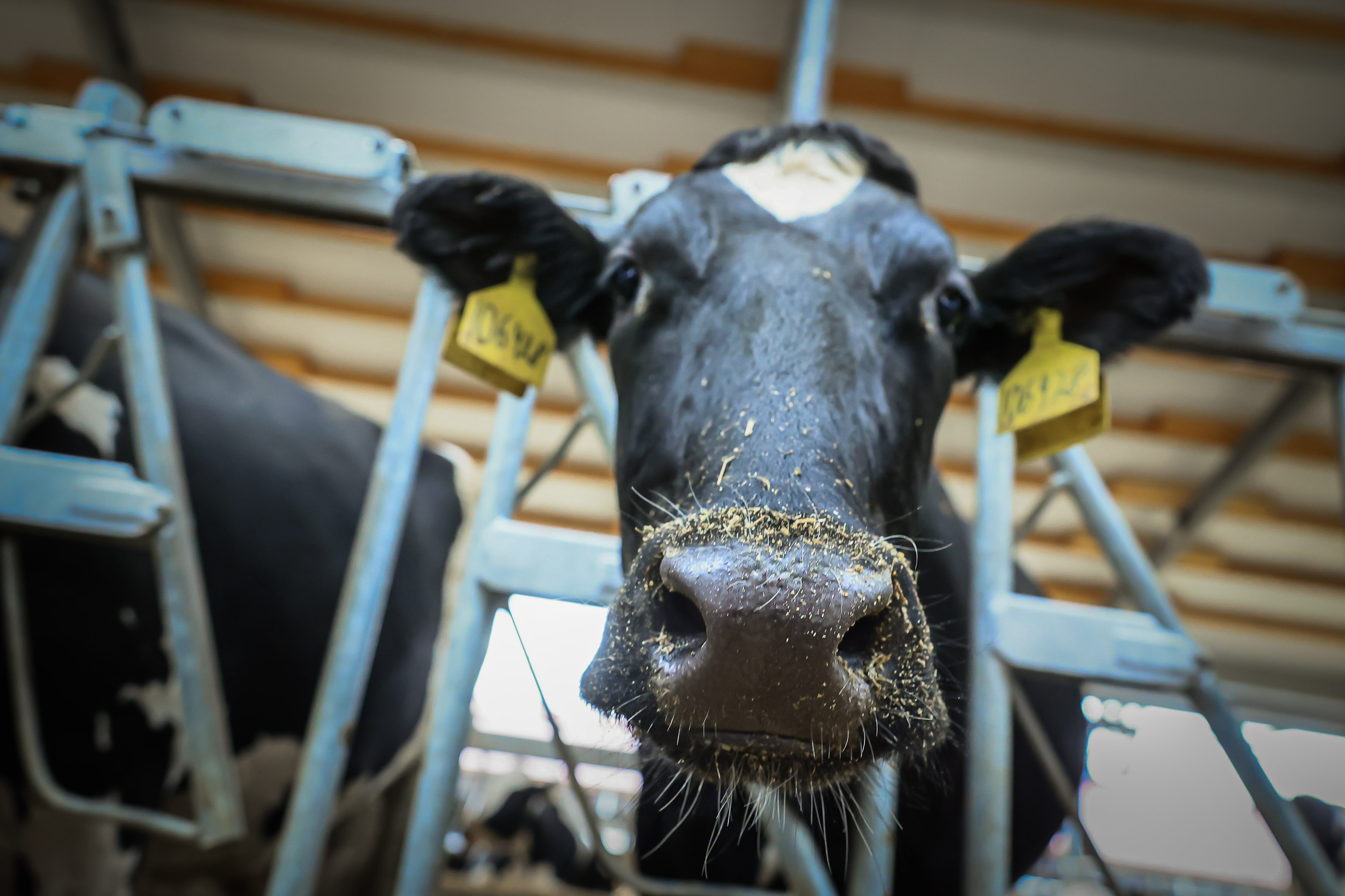 В этом году в Подмосковье планируется реализовать порядка 30 инвестиционных проектов в сфере АПК