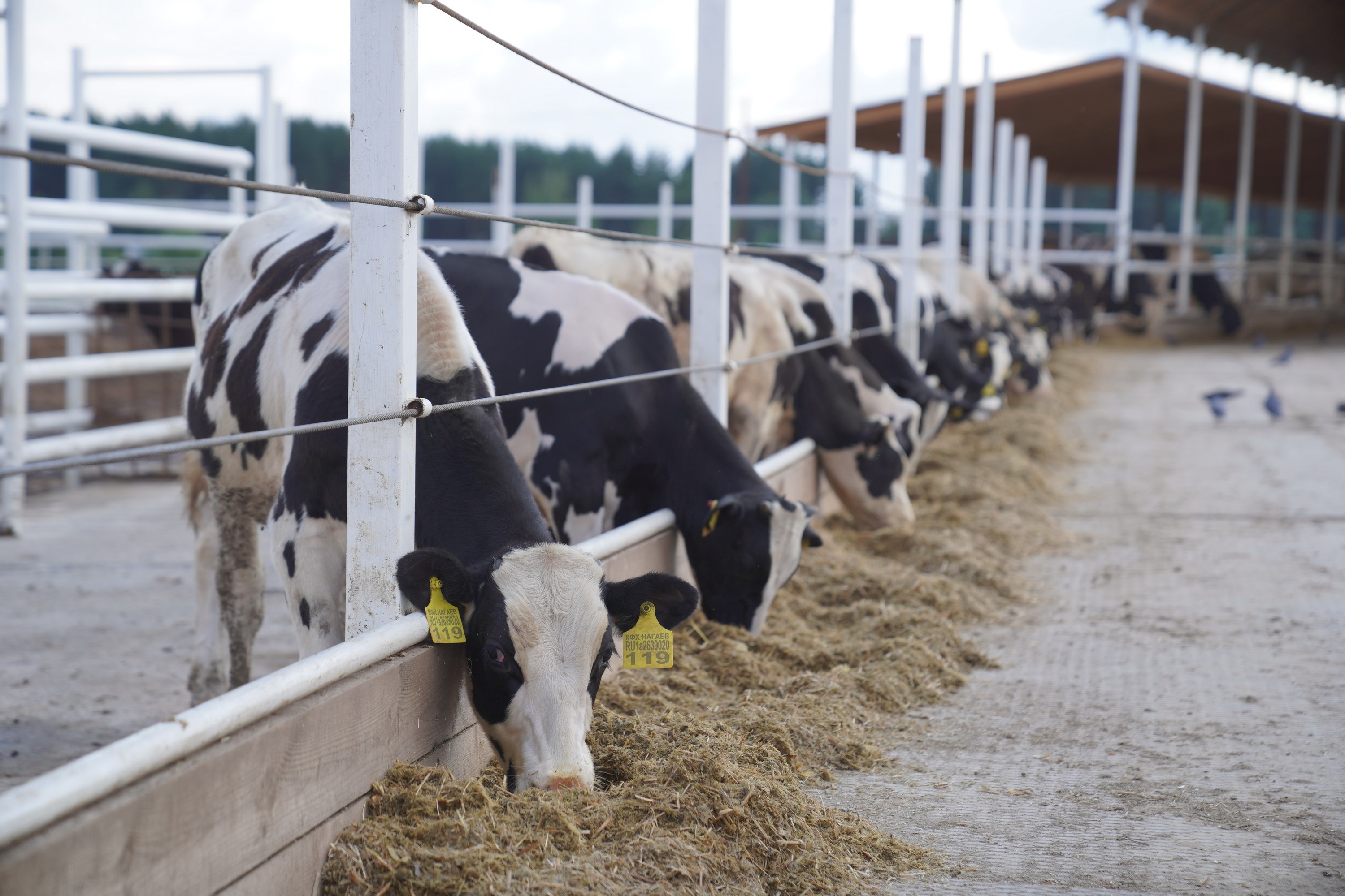 За девять месяцев 2025 года в Ивановской области объем инвестиций в сельском хозяйстве вырос на 18%