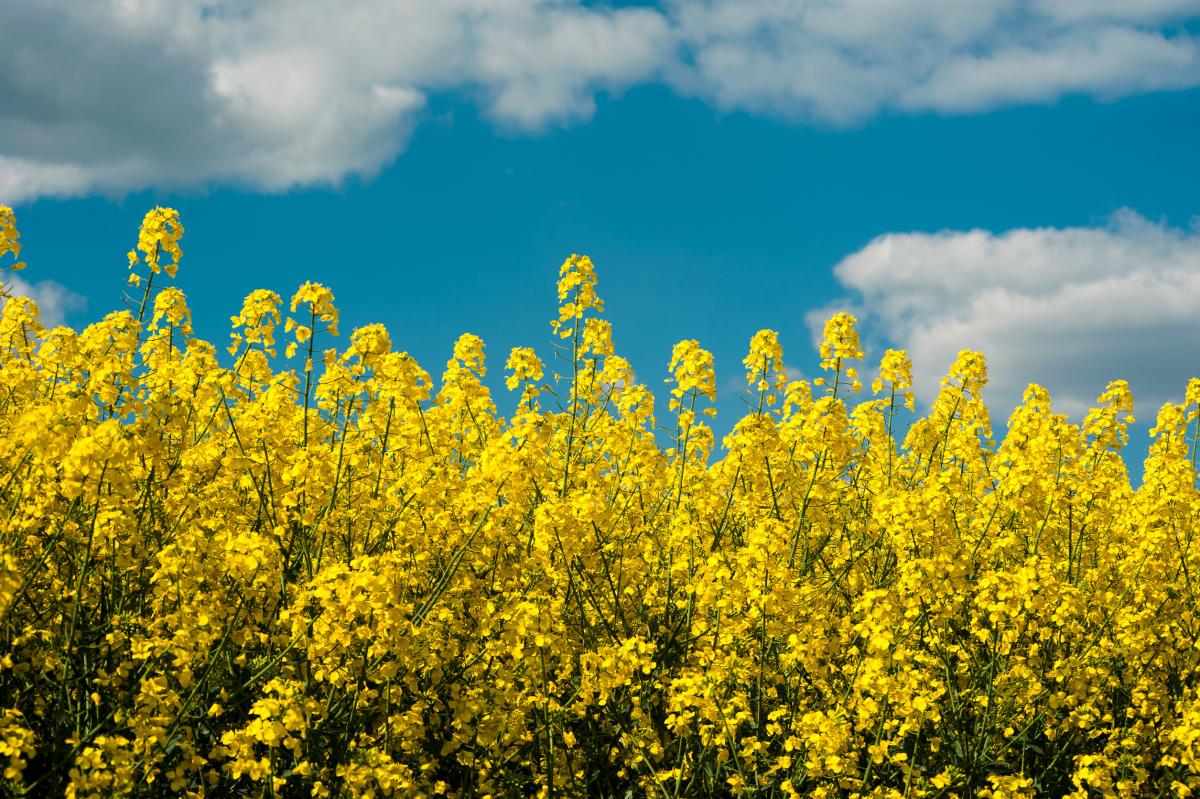 Валовой сбор рапса в РФ в 2025 году может составить 5 млн т — «РАСРАПС»