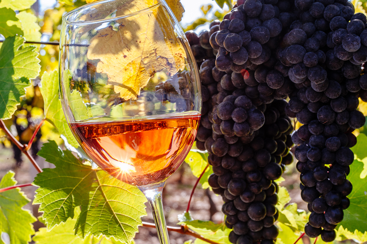 Донские виноградари и виноделы удвоили объемы производства