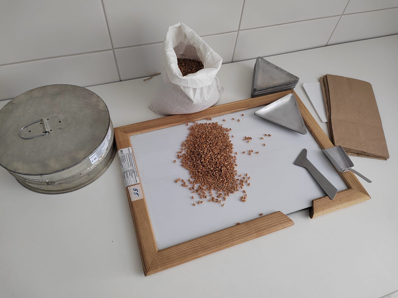 На Ставрополье приступили к проверке семян к осеннему севу