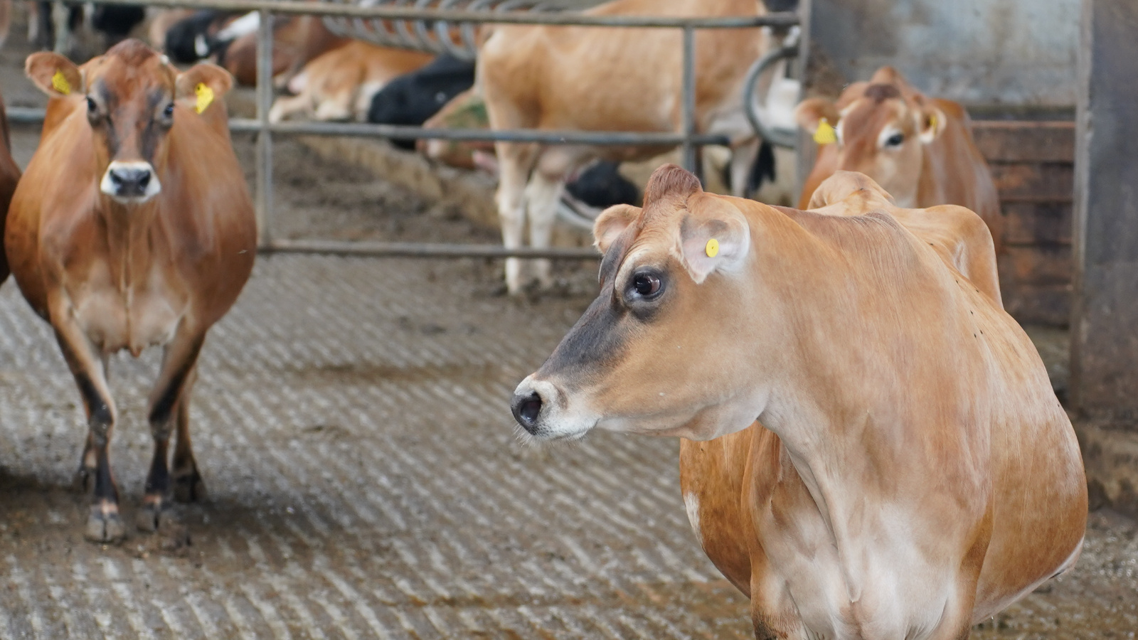 В Татарстане за 9 месяцев 2025 года произведено 314 тыс. тонн мяса скота и птицы, надоено 1 млн 405 тыс. тонн молока