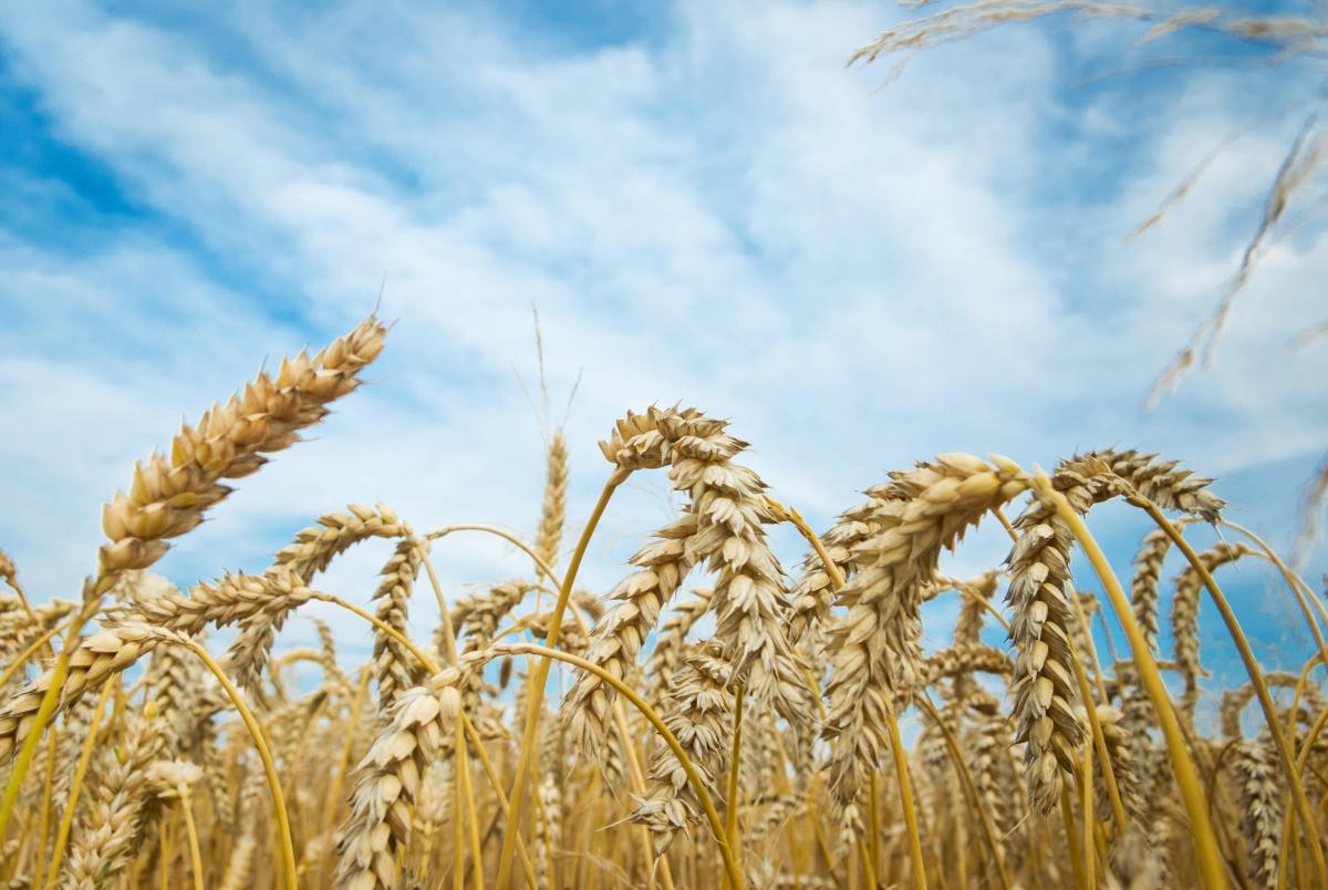 Сбор зерна в РФ в чистом весе в 2023 году составил 142,6 млн т — Росстат