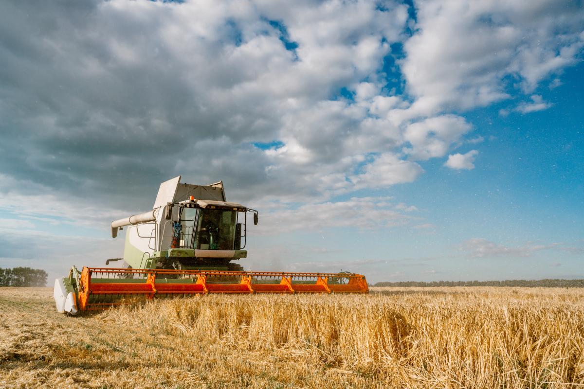 Аграрии Кубани намолотили 31 тыс. т озимого ячменя