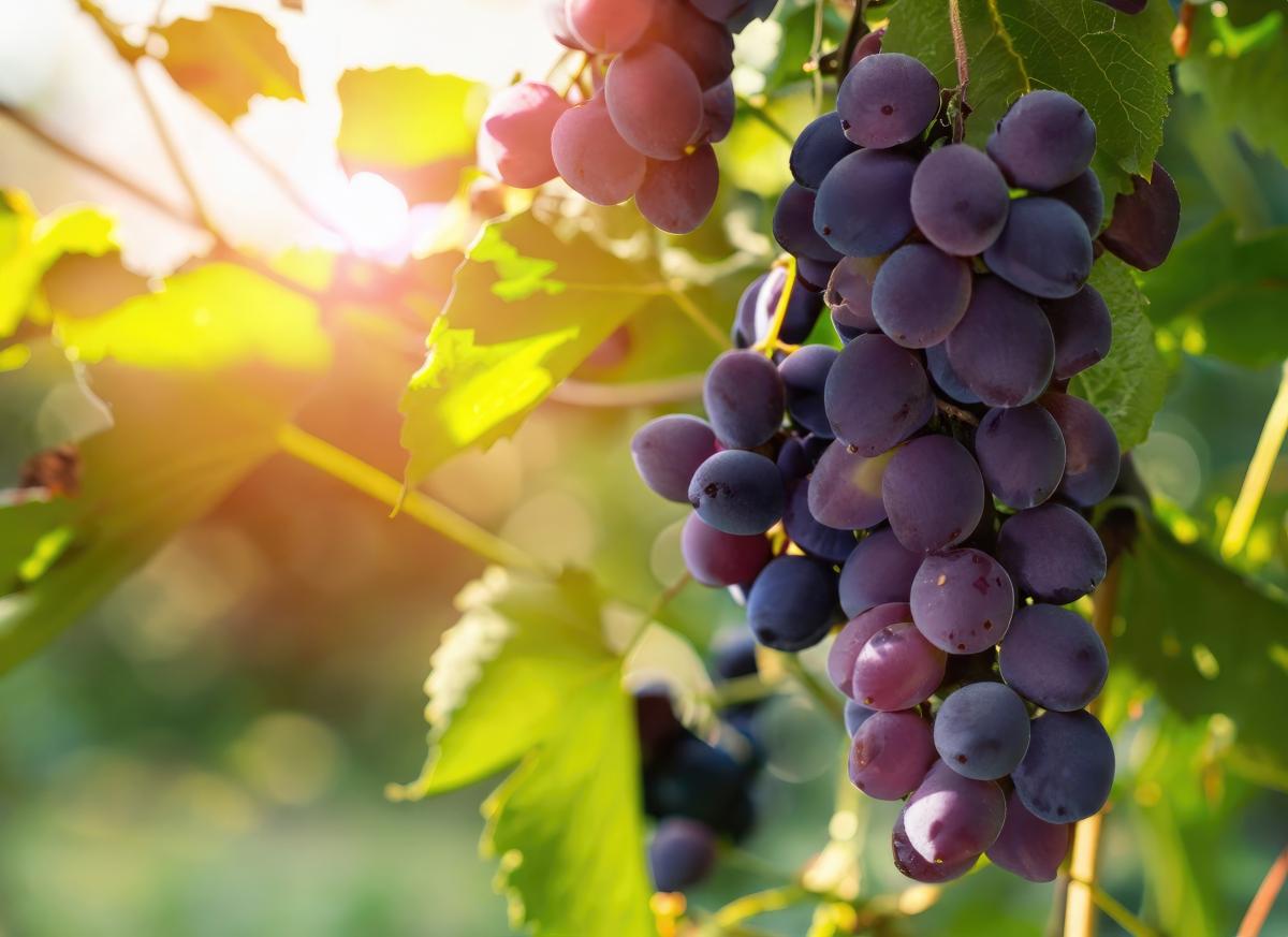 На Кубани планируют выйти на полное импортозамещение саженцев винограда в 2026 году