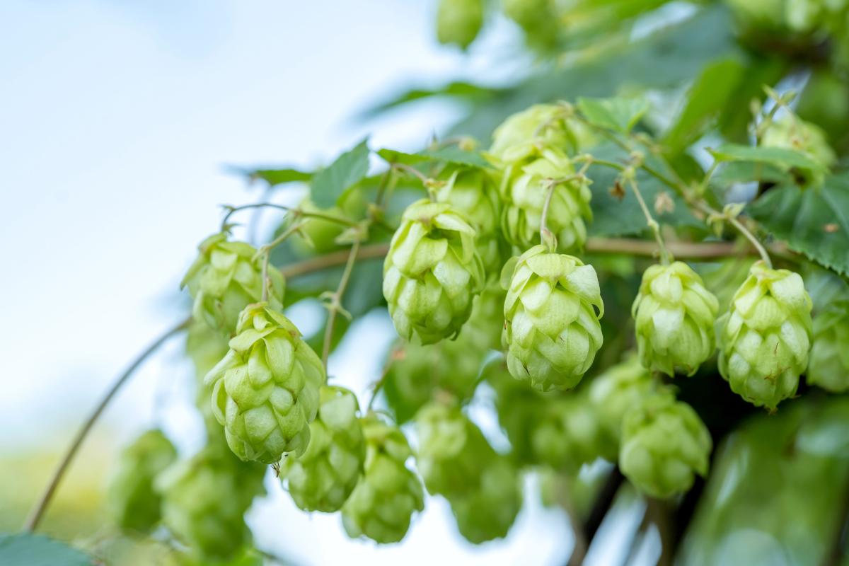 Сбор хмеля в РФ в 2025 году может вырасти почти на 22%