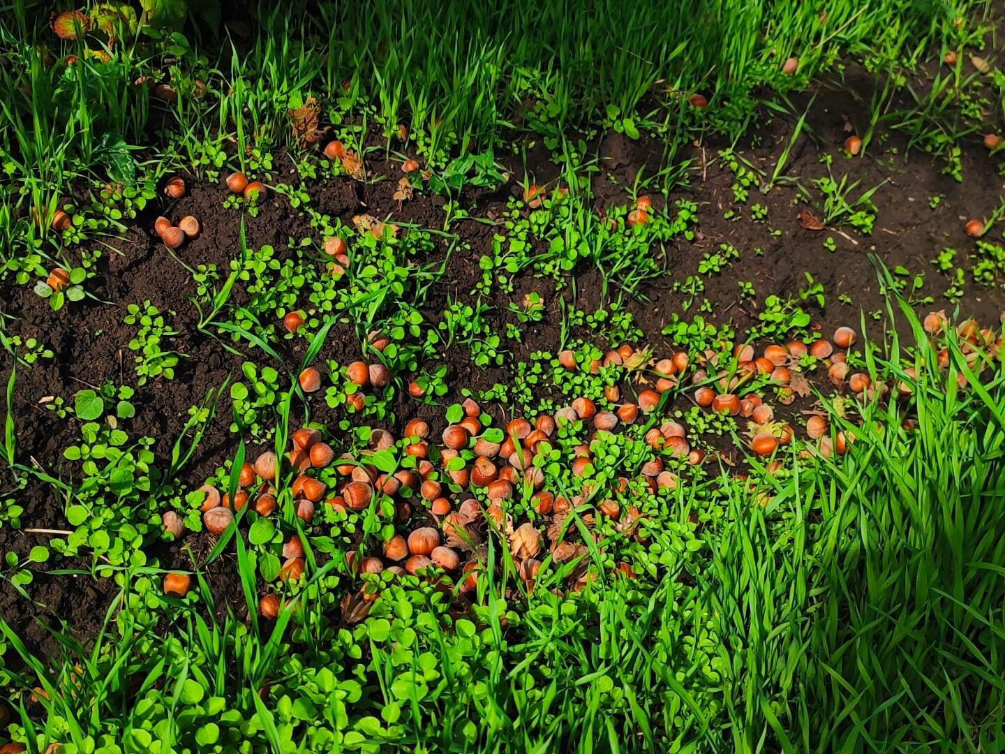 На Ставрополье продолжается закладка новых ореховых садов