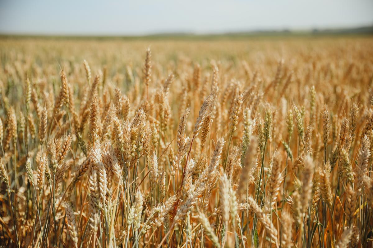 Урожайность зерновых в Орловской области превышает прошлогоднюю на 15,8%