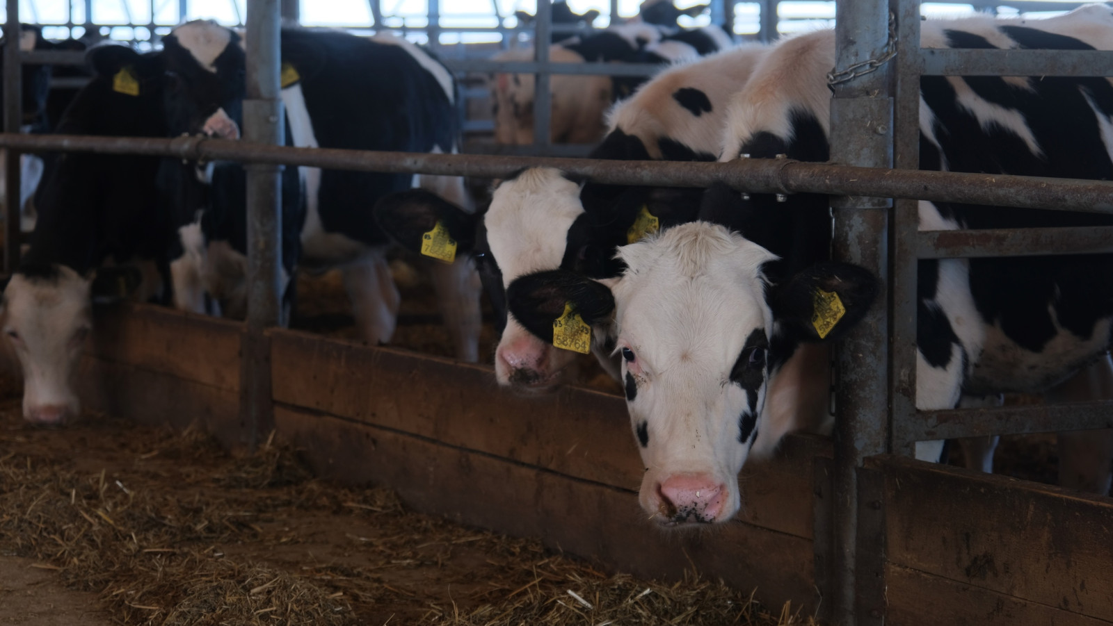 В Башкортостане 36 начинающих предпринимателей выиграли конкурс на гранты «Агростартап»