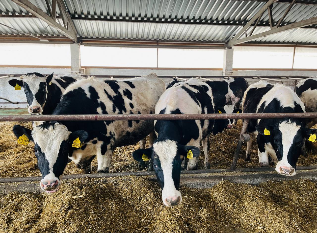 Животноводческий комплекс ООО «Рея» Карачаево-Черкесии увеличил поголовье крупного рогатого скота