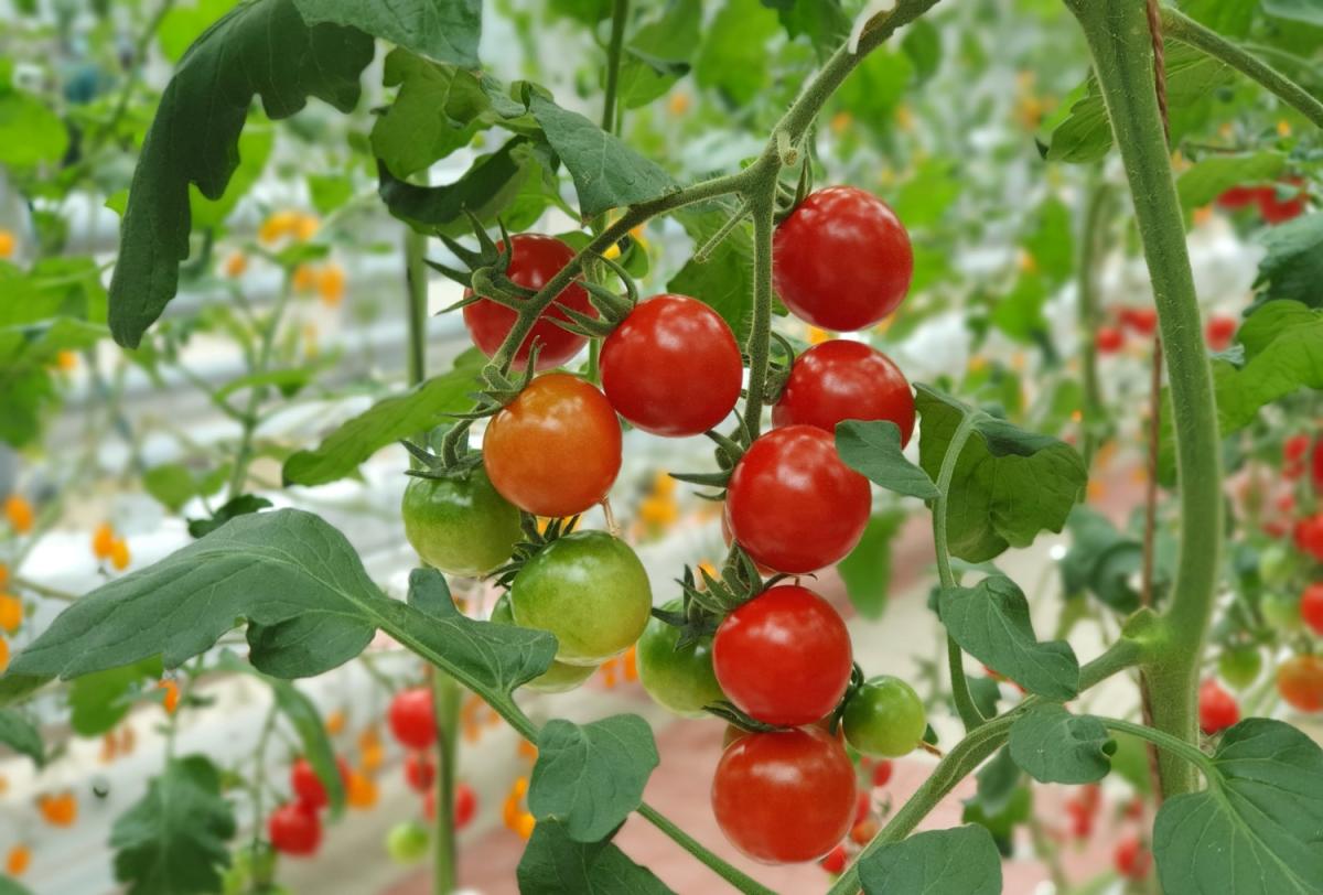 С начала года производство тепличных овощей в России увеличилось на 1,6%