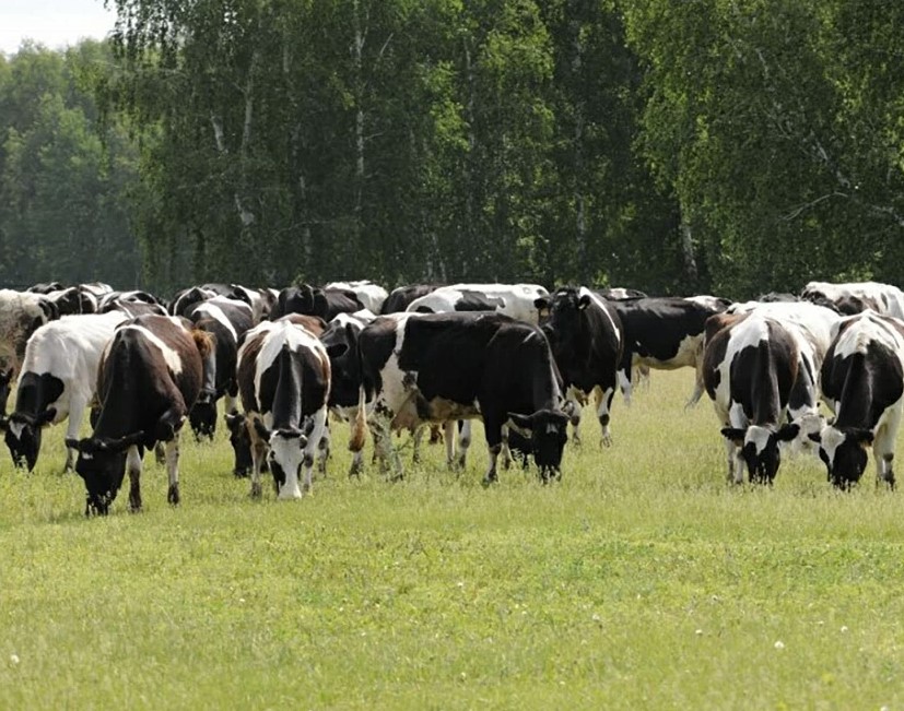 Сельхозживотные Кабардино-Балкарии переведены на пастбищное содержание