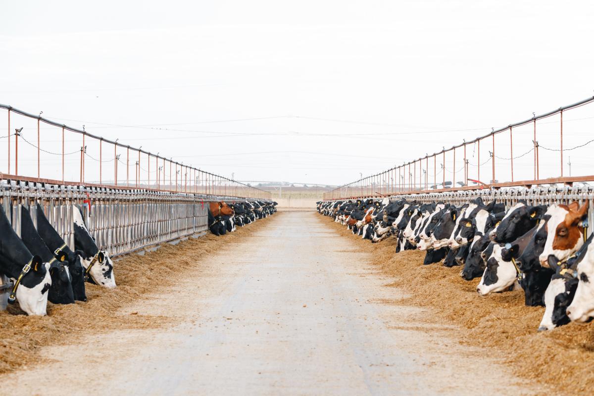 В Амурской области построят крупную молочную ферму за 3,3 млрд руб. 