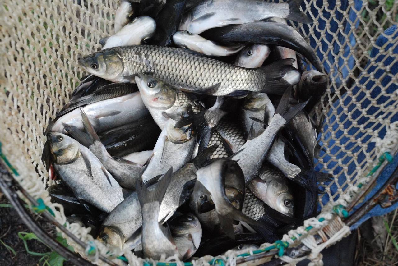 В Подмосковье на поддержку производства товарной рыбы выделено около 25 миллионов рублей