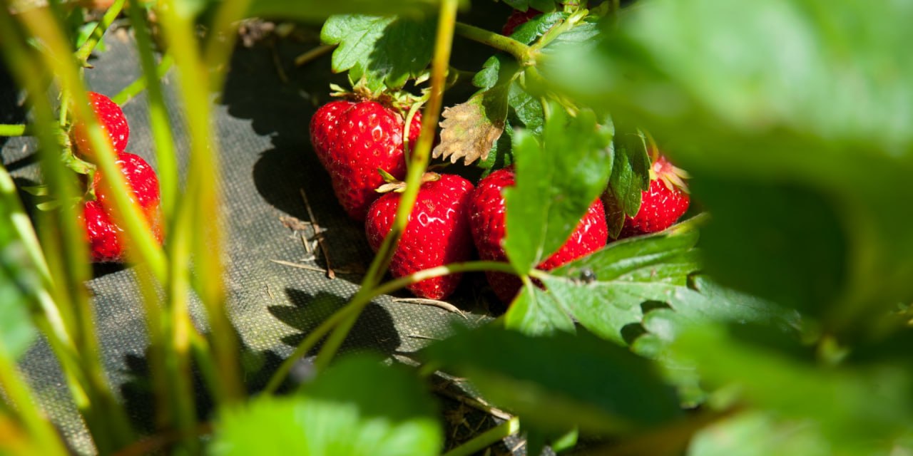 В Ивановской области гранты на развитие семейных ферм в этом году получат три фермерских хозяйства