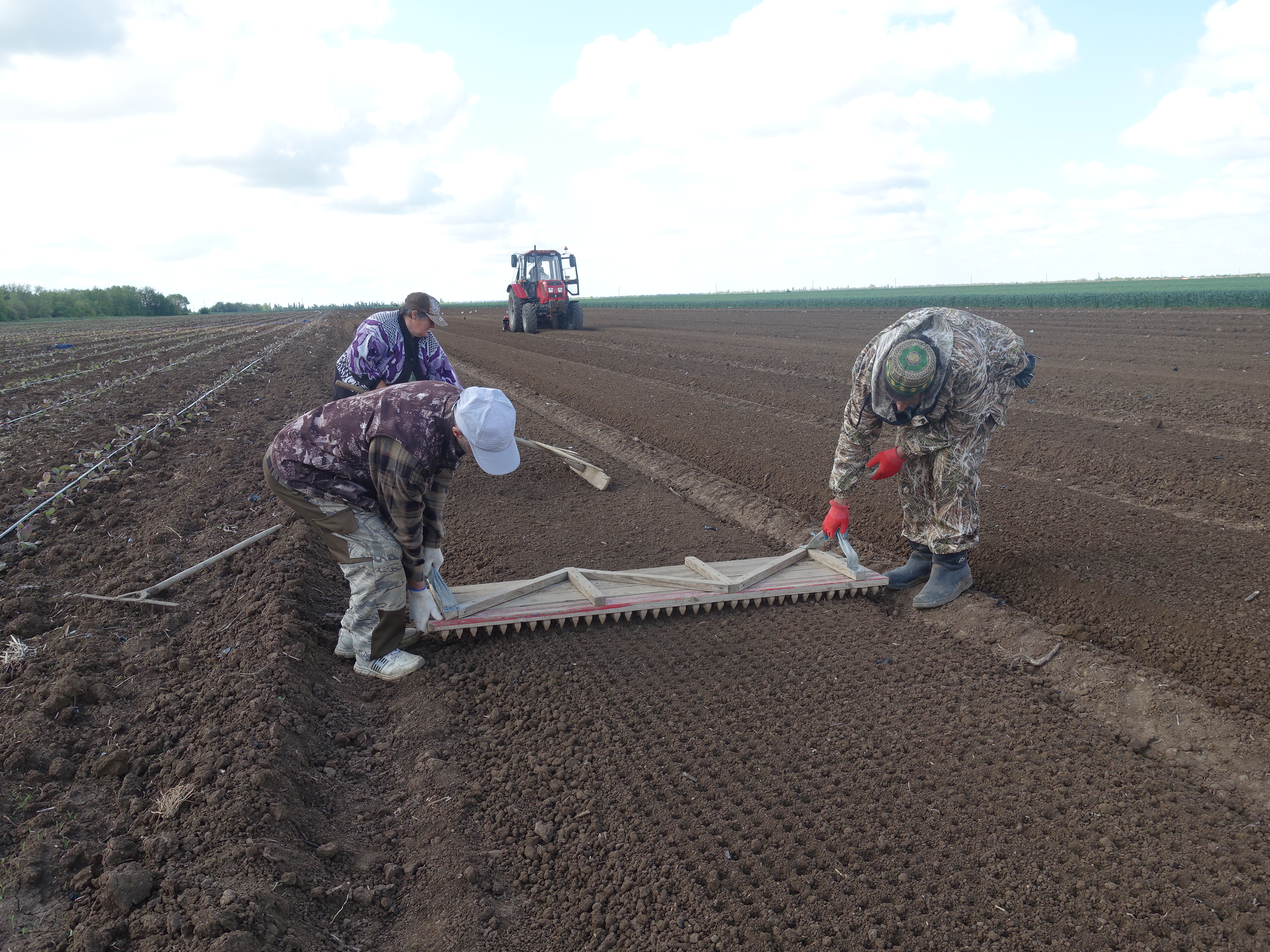Крымские аграрии приступили к посадке рассады белокочанной капусты