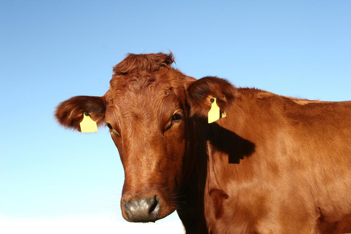 Россия идет по пути полного цифрового учета животных — Минсельхоз