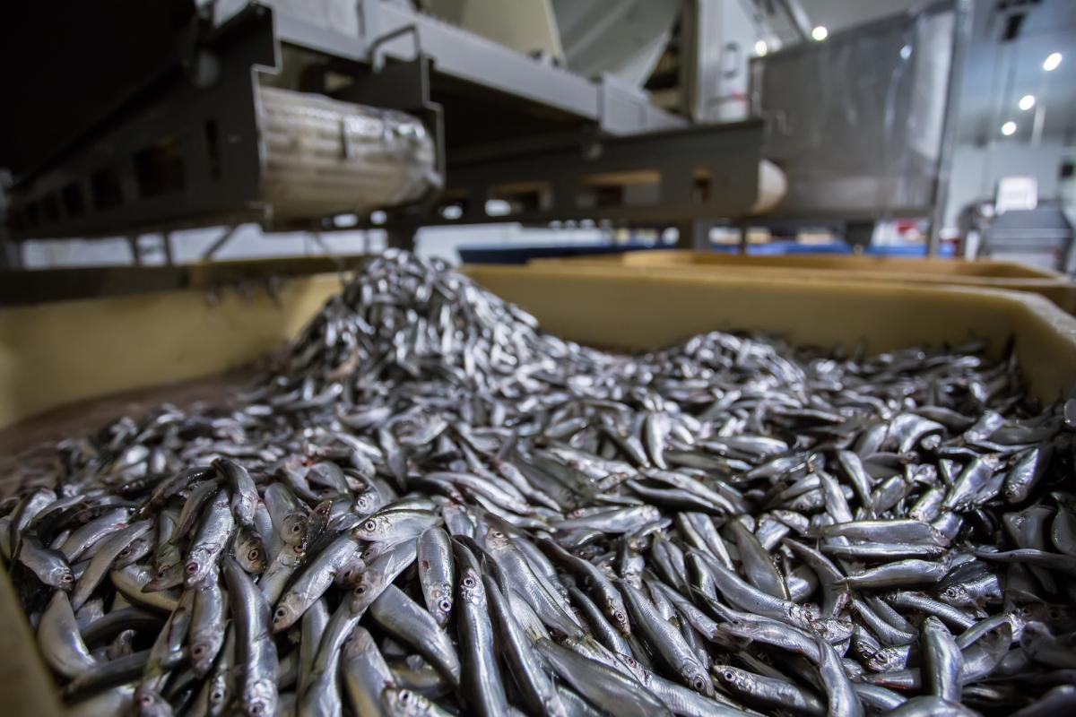 В Приморье построят рыбозавод за 3,1 млрд руб.