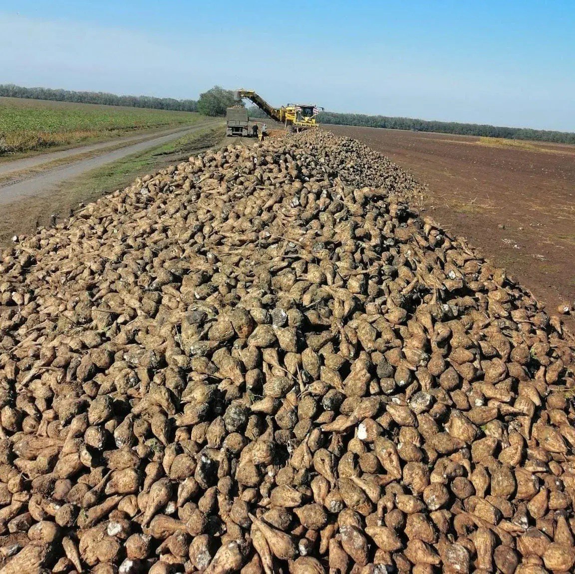 Производство сахарной свёклы на Ставрополье выросло на 13%