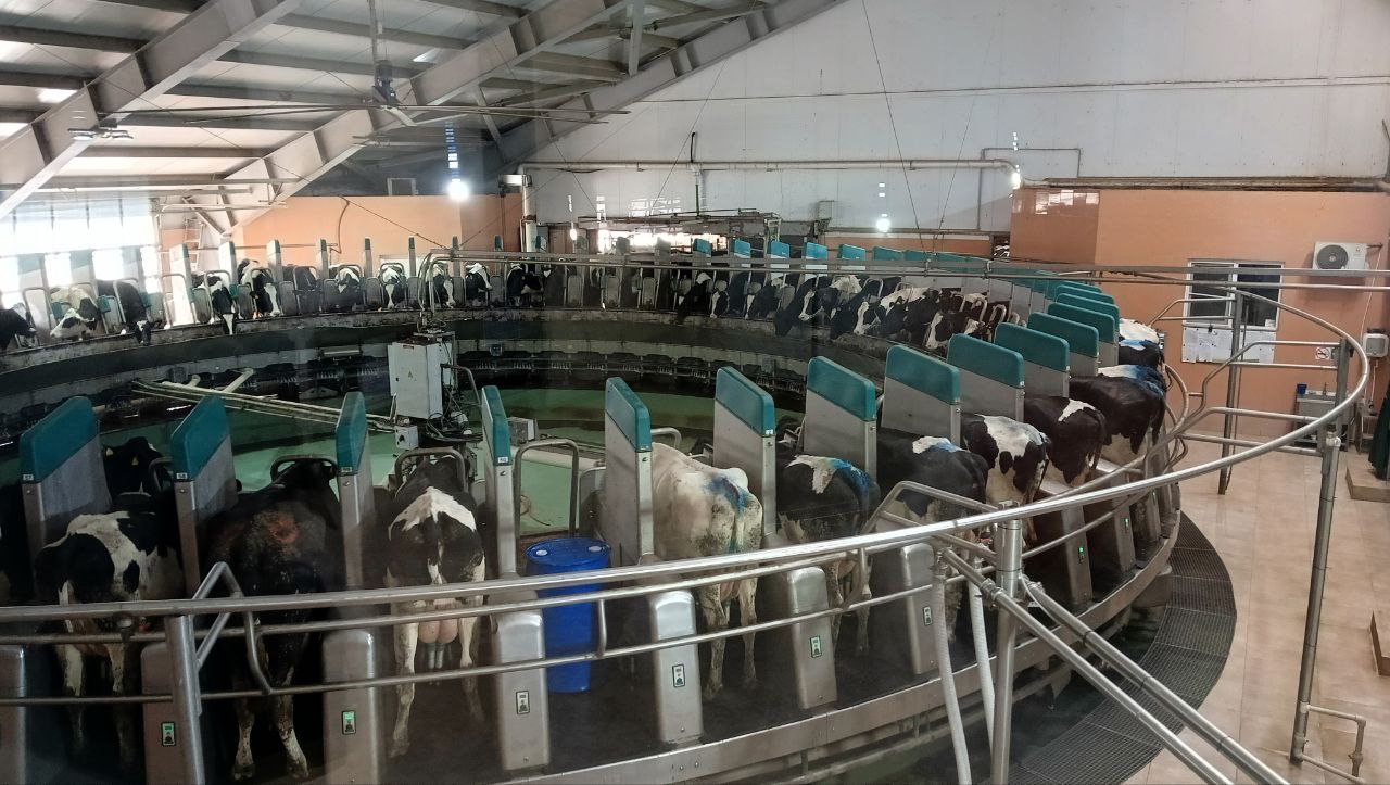 Волгоградское сельхозпредприятие вошло в топ-30 эффективных молочных хозяйств