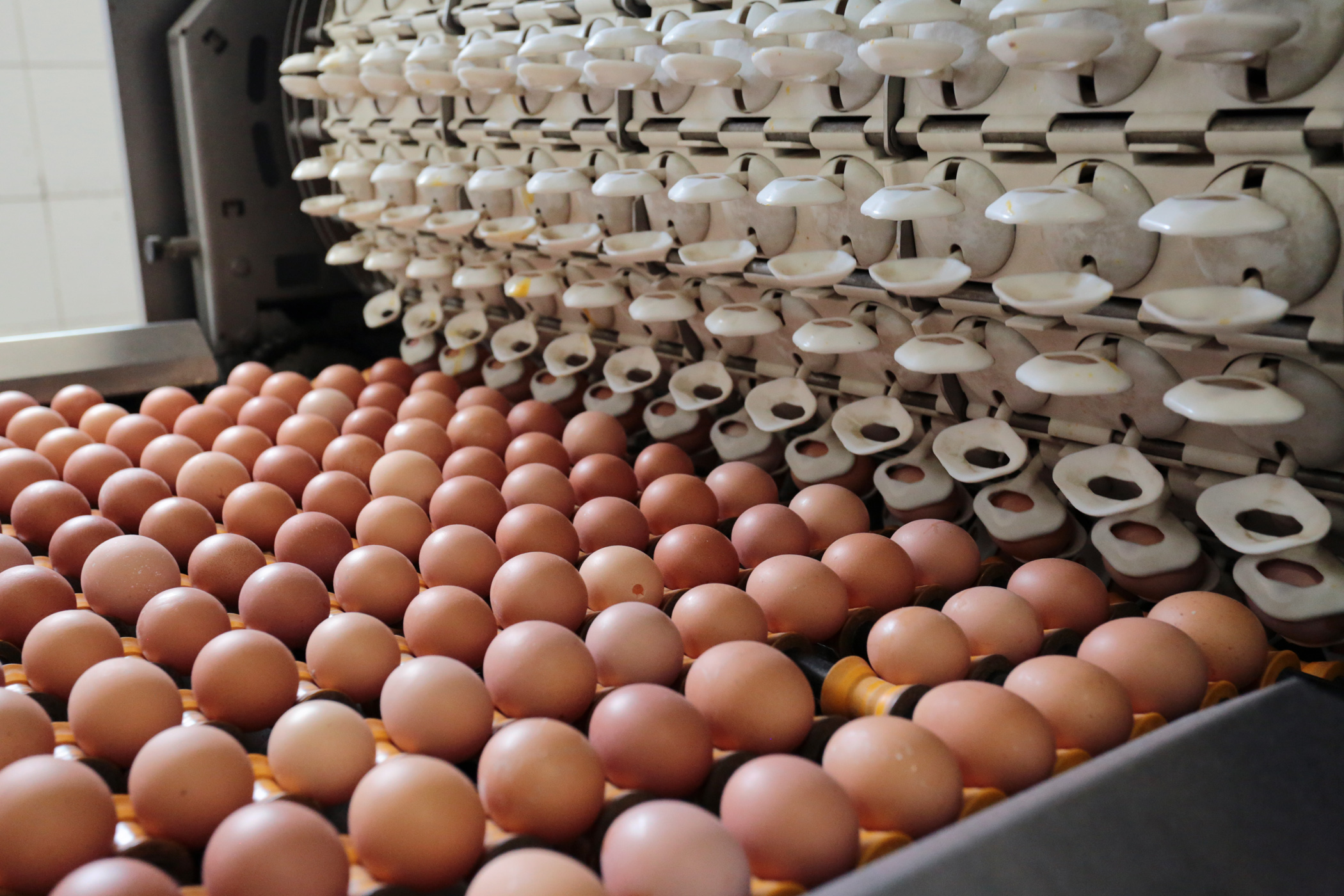В Кузбассе достигнут исторический максимум по производству яйца