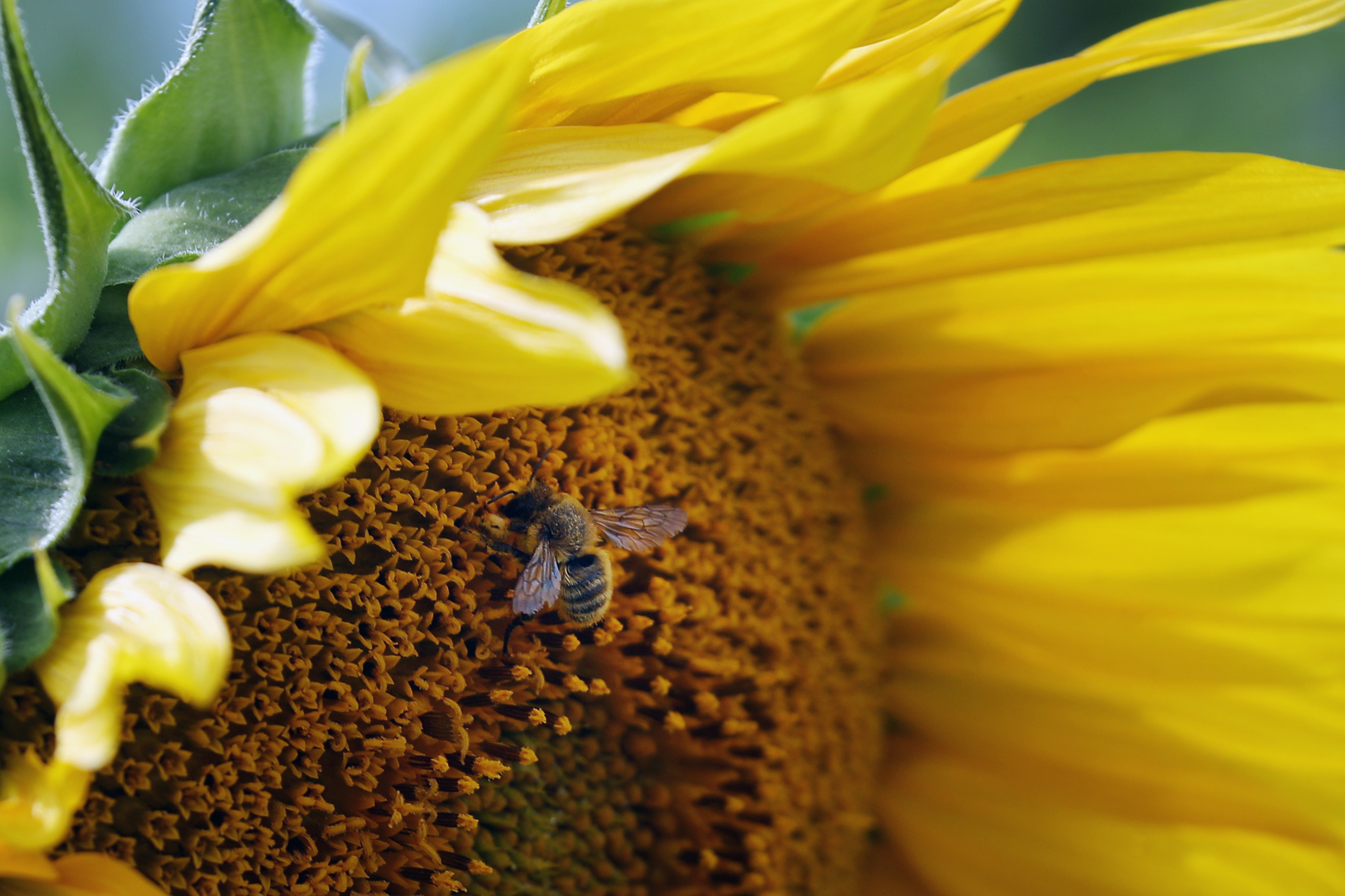 Развитие пчеловодства в Башкортостане требует кооперации и эпизоотического благополучия