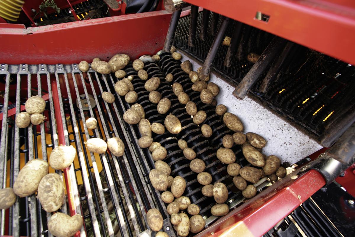 Производство овощей в России к 2030 году должно вырасти на 20%, картофеля — на 18%