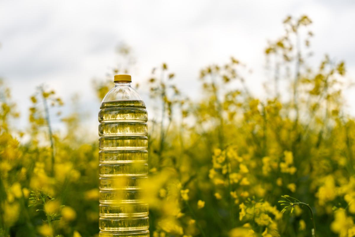 Экспорт рапсового масла из России в I полугодии вырос на 40% — «Агроэкспорт»