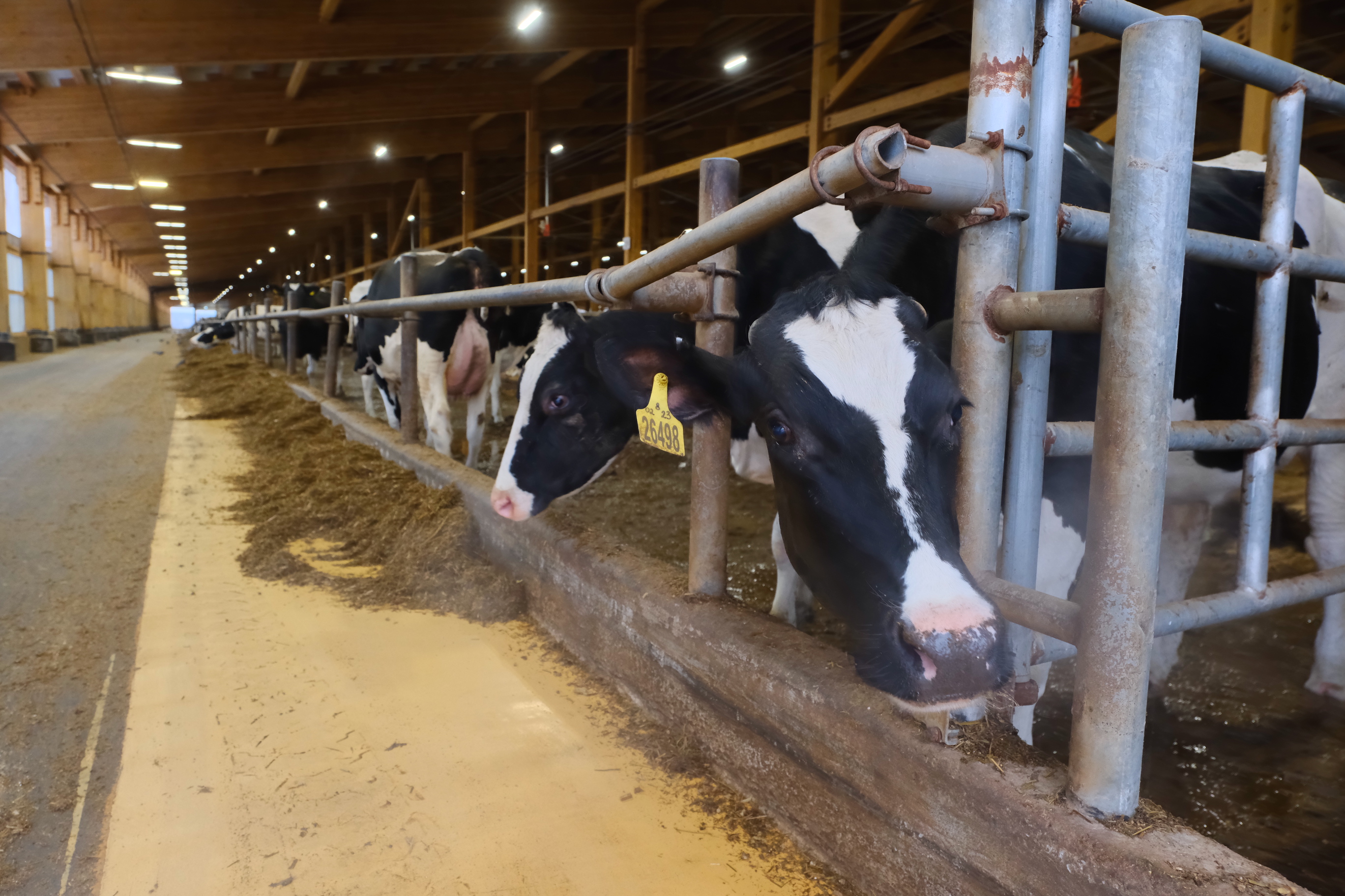В Верещагинском округе Пермского края завершился второй этап строительства крупнейшего комплекса по производству молока