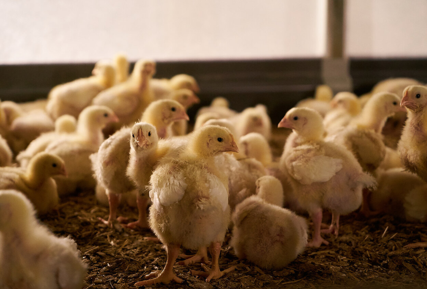 На фермах Курганской области численность сельхозптицы увеличилась в 4,2 раза