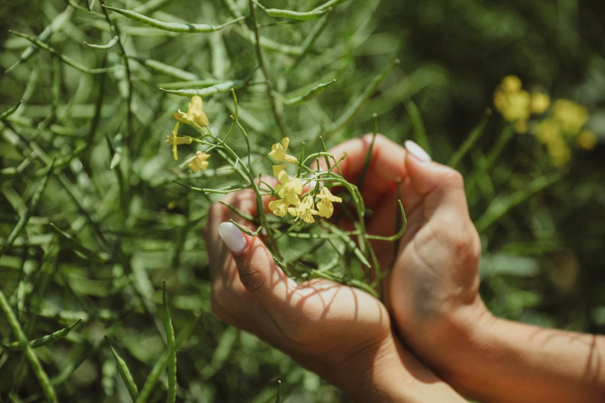 На Дальнем Востоке нарастили производство рапса в 5 раз в 2024 году