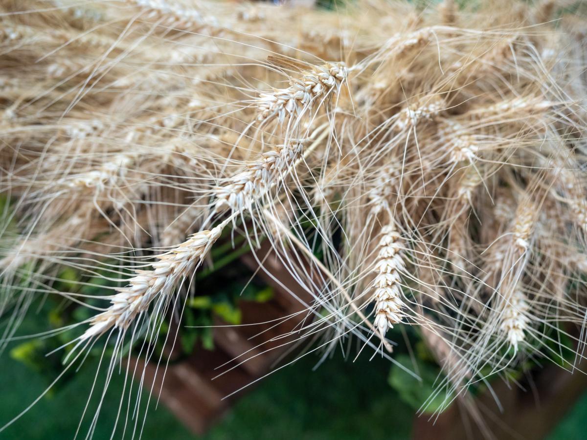 Аграрии Мордовии намолотили более 1,6 млн т зерна