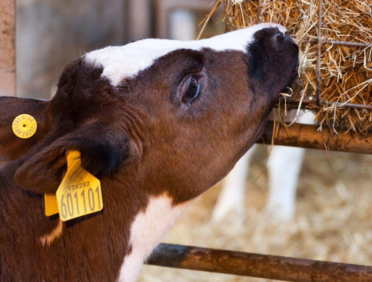 В России клонированная корова впервые принесла потомство