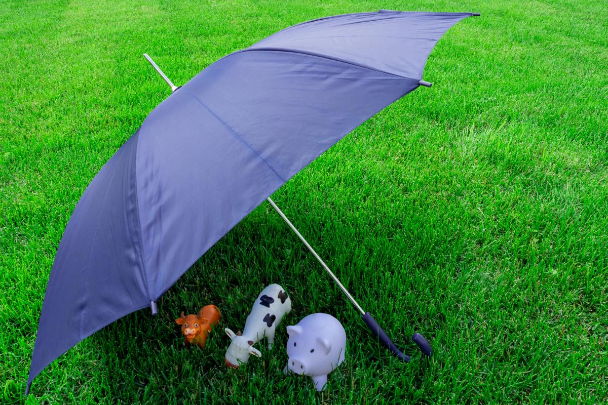 В РФ утверждены новые правила страхования сельхозживотных с господдержкой