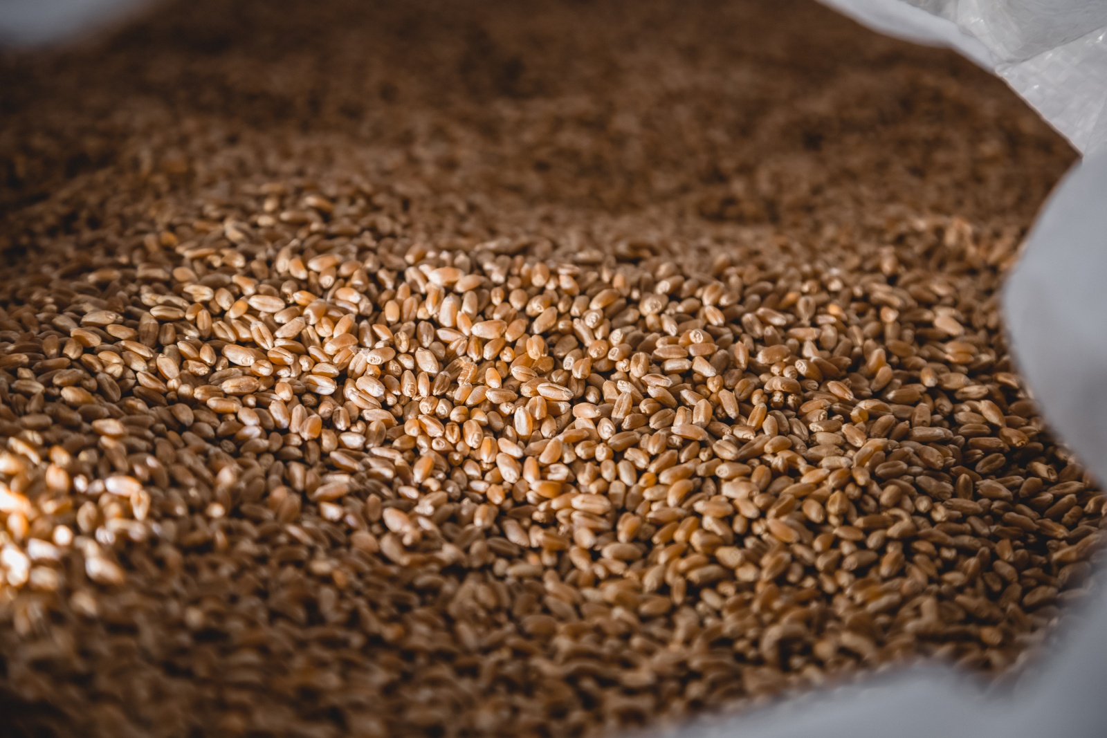 Новый селекционно-семеноводческий центр открылся на Елецкой площадке ОЭЗ «Липецк» 