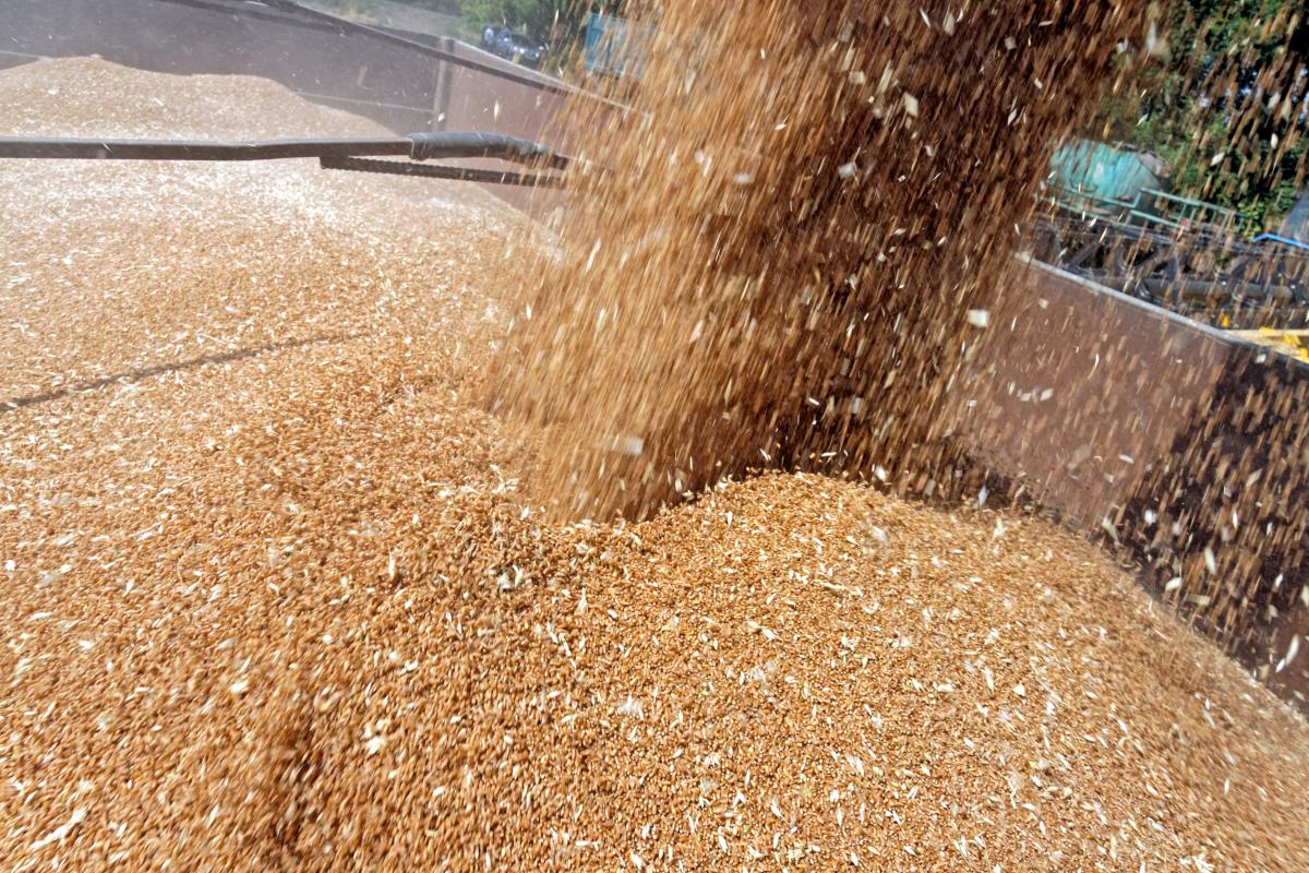 Экспортные цены на пшеницу из России выросли до 240 долл./т —  «Русагротранс»