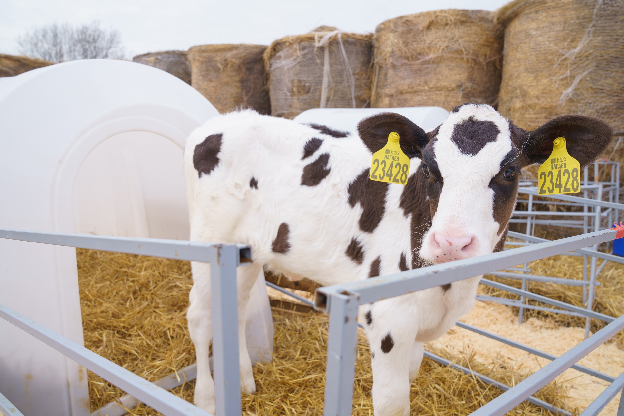 Аграриям Ивановской области возместят часть затрат на приобретение племенного молодняка сельхозживотных и пчелосемей