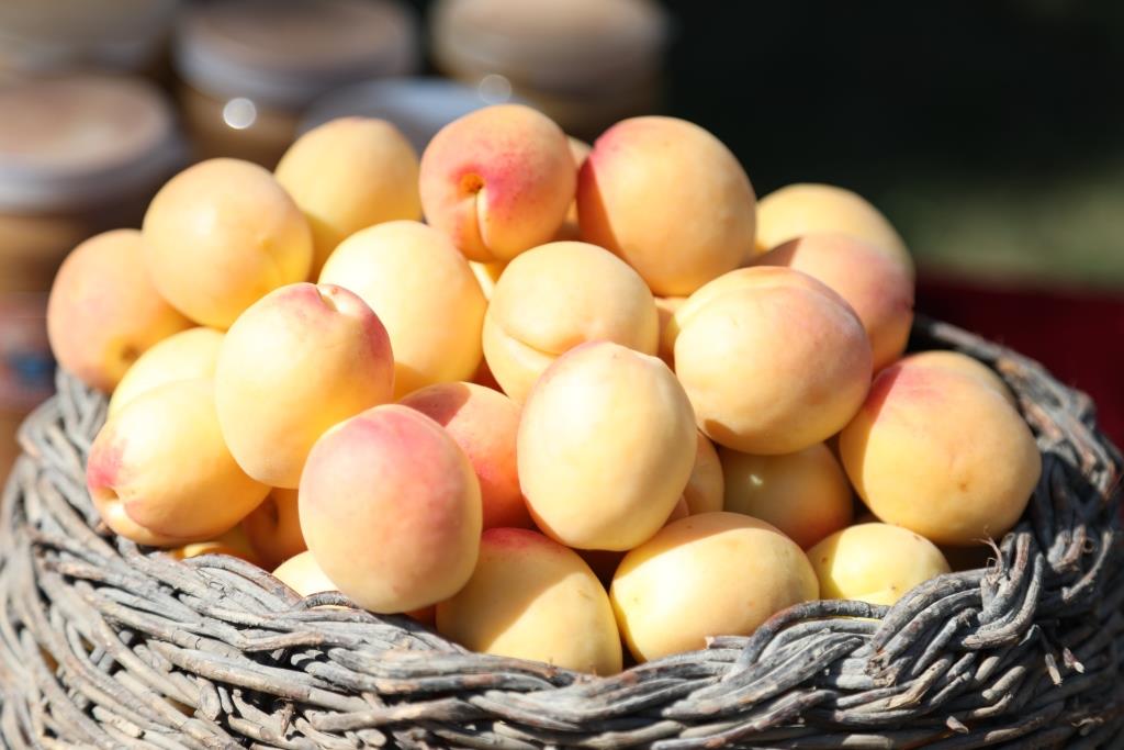 В Дагестане состоится фестиваль «Золотой абрикос»