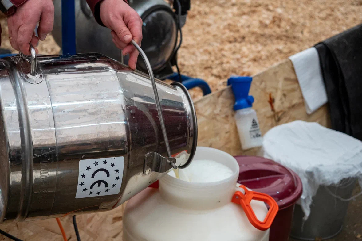 Удмуртская Республика на 6,4% увеличила суточное производство молока