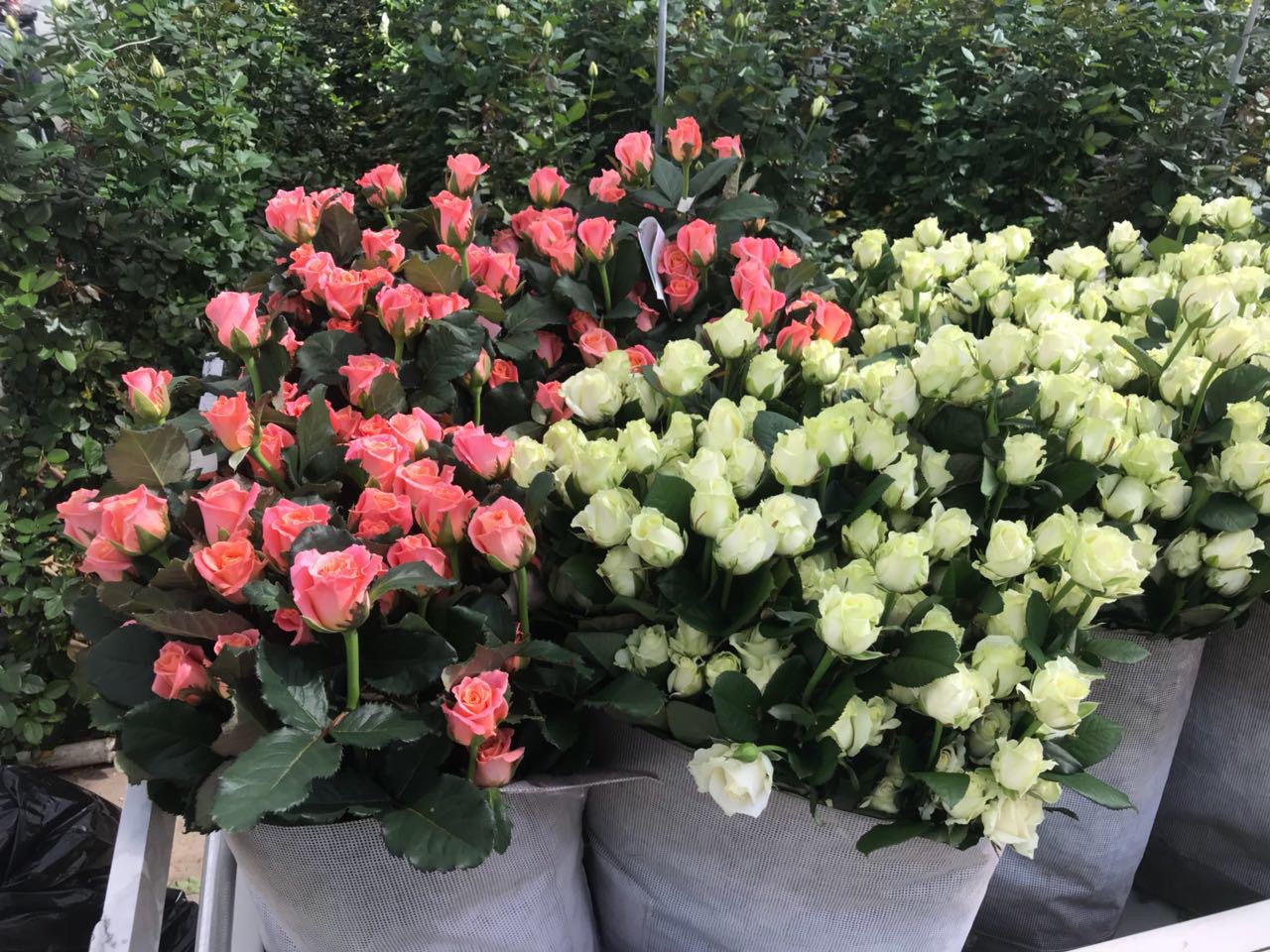 На 9% увеличили объемы производства цветов к 8 Марта тепличные комплексы Ленинградской области