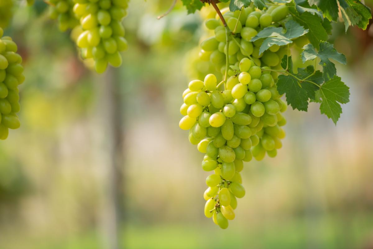 Кубань готова предоставить виноградарям России около тысячи сортов винограда 