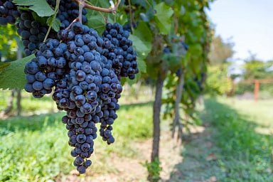 Новый ГОСТ на винные карты поможет популяризировать российские вина 